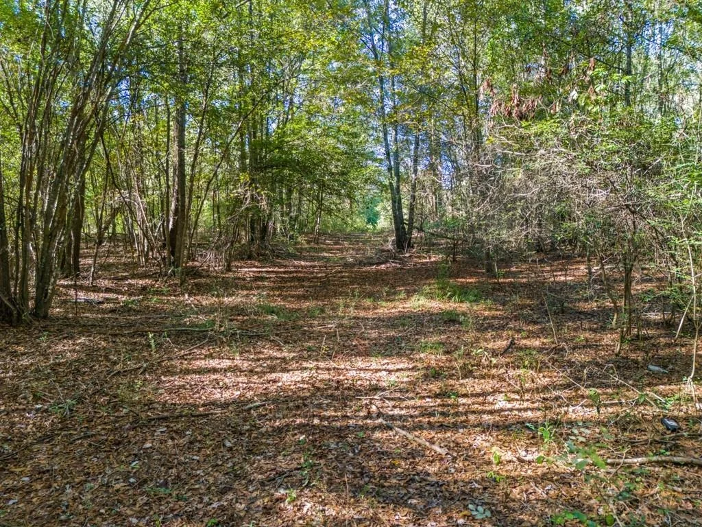 Photo of TBD County Road 3324, 24 Ac