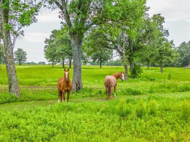 Photo of 548 County Road 2301