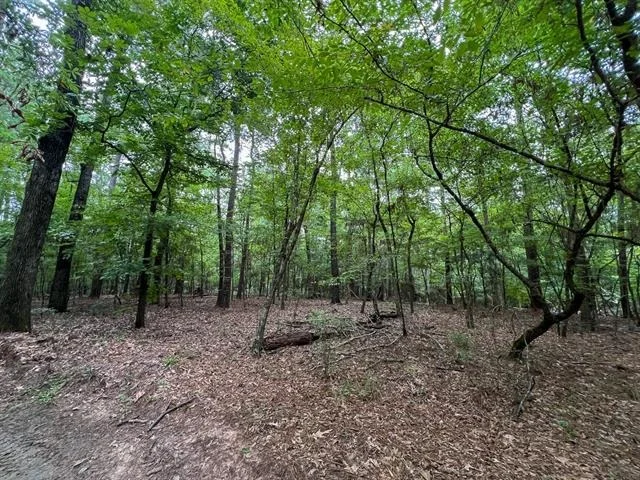 Photo of T-3 Arledge Trail/Off Gateway Meadows