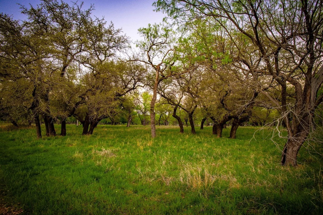 Photo of Lot 18 Firewheel