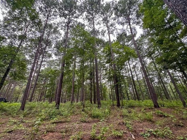 Photo of T-3 Arledge Trail/Off Gateway Meadows