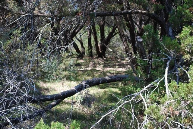 Photo of 19016 Bluebonnet Drive