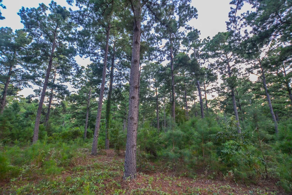 Photo of Tract 1 Hwy 155