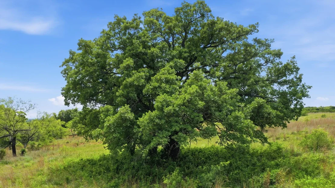 Photo of 2051 Mustang Ridge
