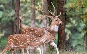 Photo of 9006 Fallow Run
