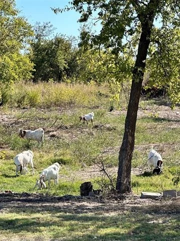 Photo of 1146 County Road 2175