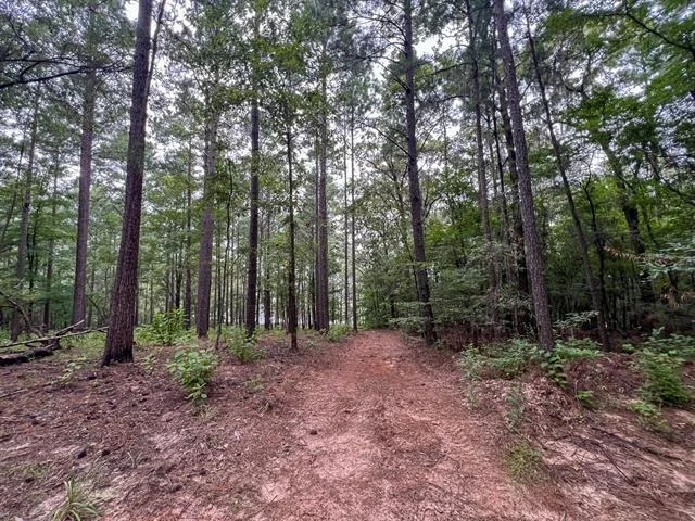 Photo of T-2 Arledge Trail/Off Gateway Meadows