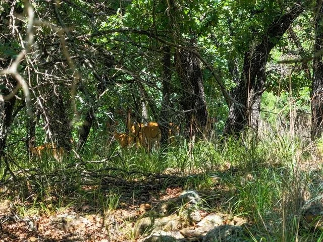 Photo of 18156 Hwy 281 N