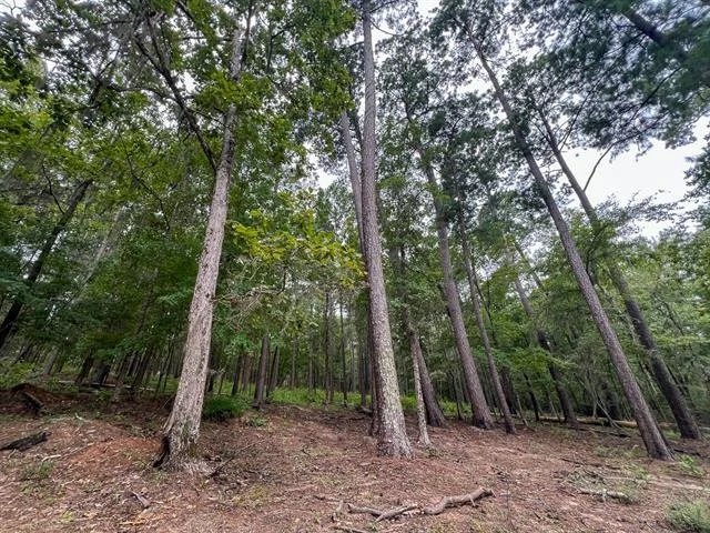 Photo of T-2 Arledge Trail/Off Gateway Meadows