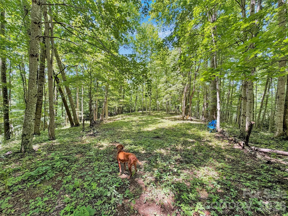 Photo of 321 Grays Shadow Lane