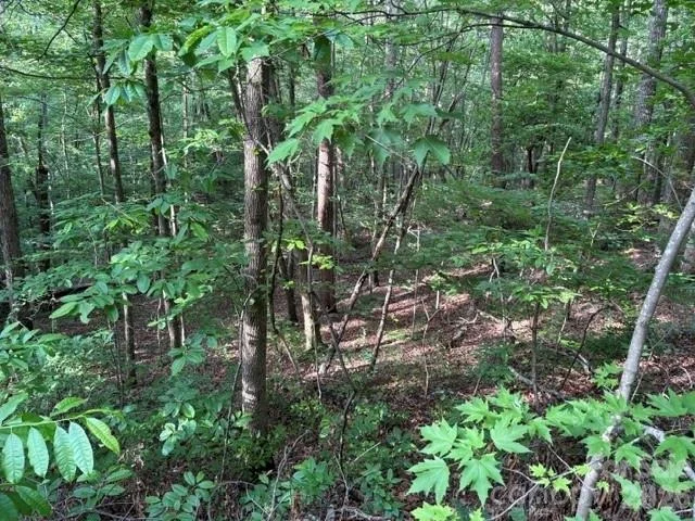 Photo of 00 Cardinal Circle