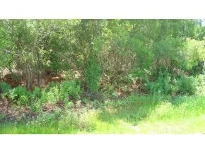 Photo of 3250 Pheasant