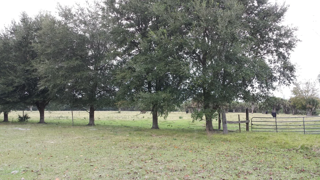 Photo of 6767 Laurel Oak Avenue