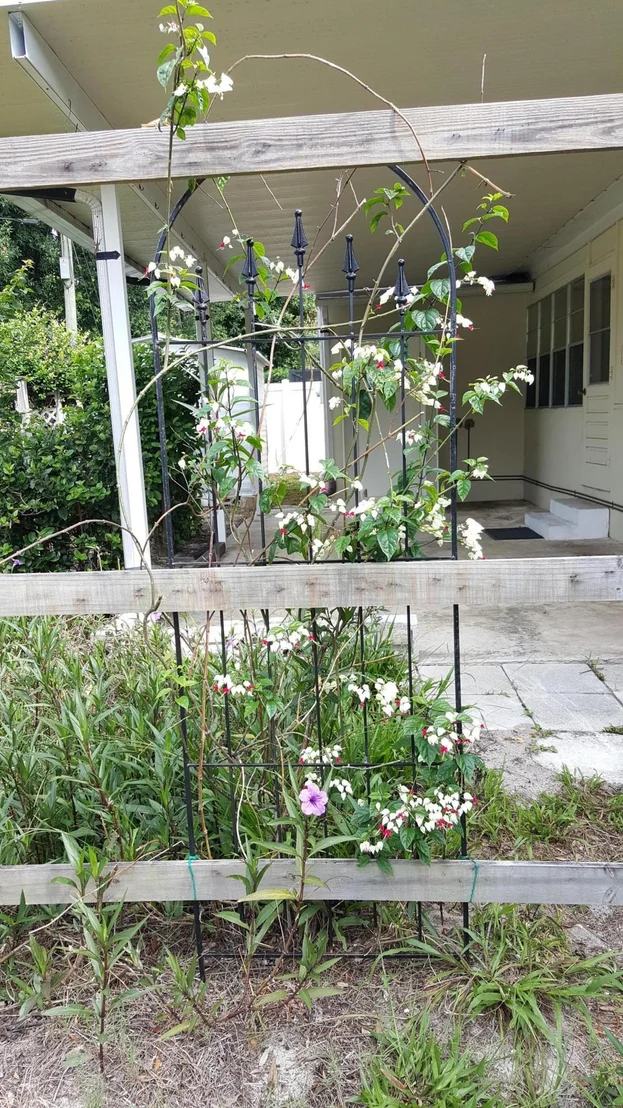 Photo of 2215 Clairemont Drive