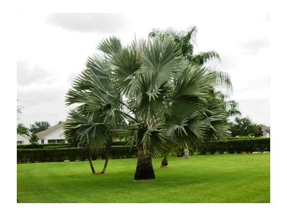 Photo of 1464 Timacuan