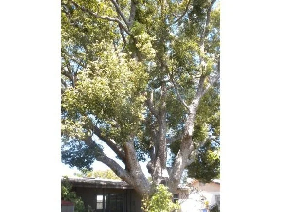 Photo of 995 Sarazen