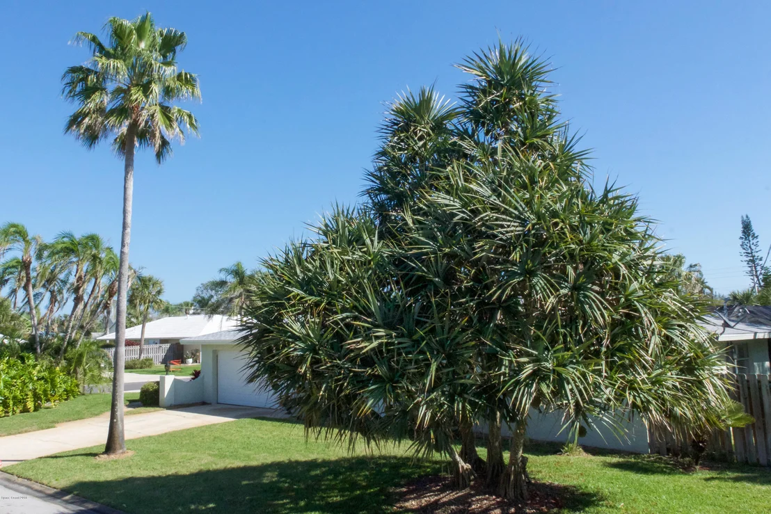 Photo of 607 Hibiscus
