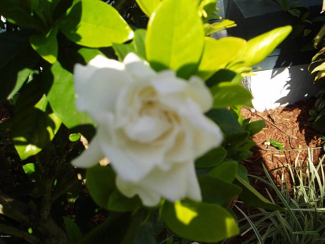 Photo of 949 Tamarind Circle