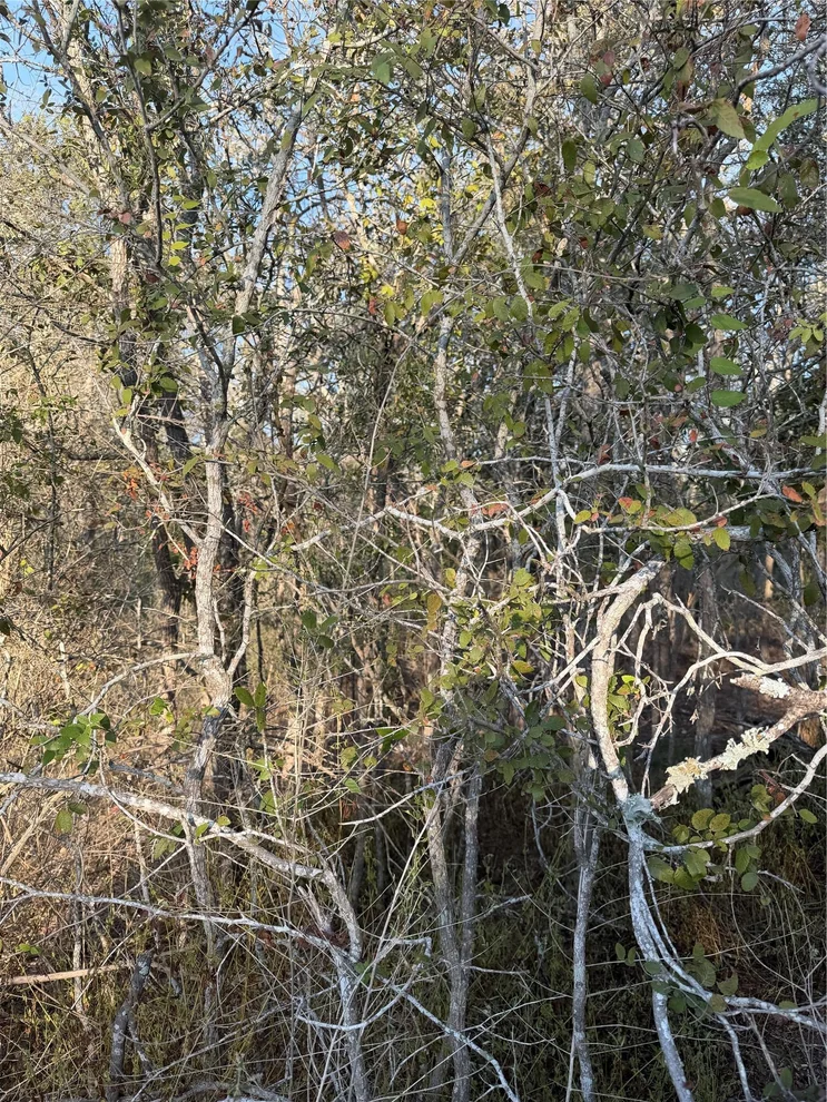 Unit for sale at 156 and 160 Helemano DR, Bastrop, TX 78602