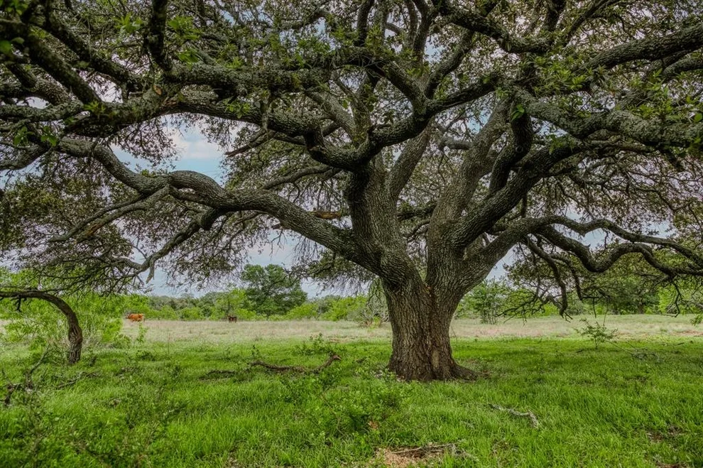 Unit for sale at TBD (62.58 Acres) County Road 125, Ledbetter, TX 78946
