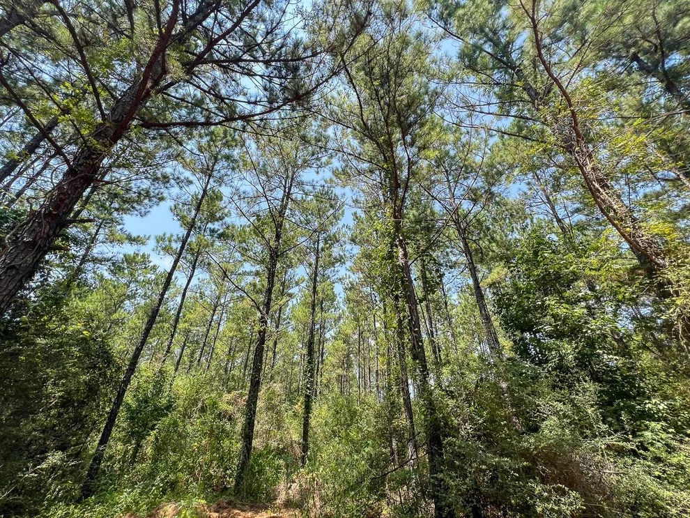 Unit for sale at 4 County Road 3230, Colmesneil, TX 75938