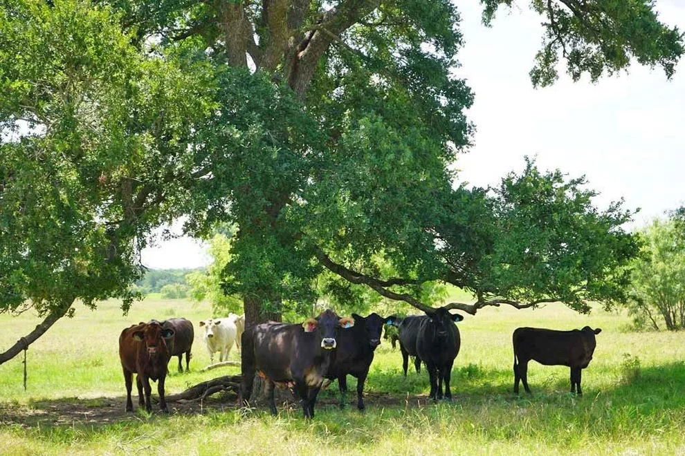 Unit for sale at 0050 County Road 419, Navasota, TX 77868