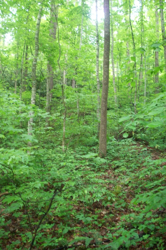Unit for sale at 128 Springside Way, Townsend, TN 37882