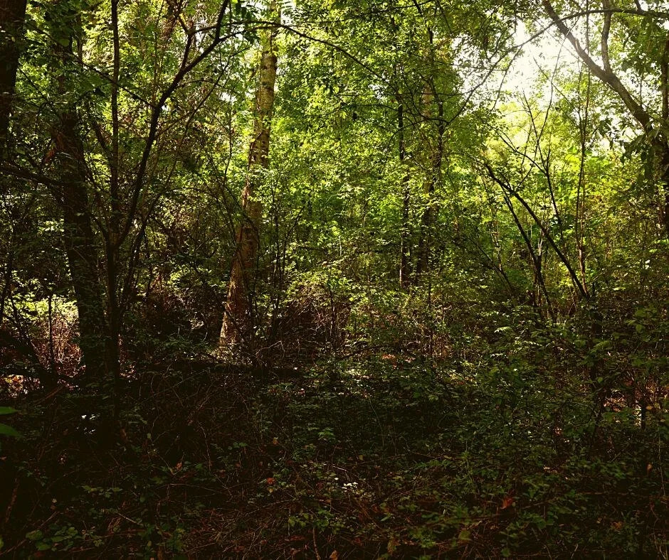 Unit for sale at 0 Davis Road, Pikeville, TN 37367
