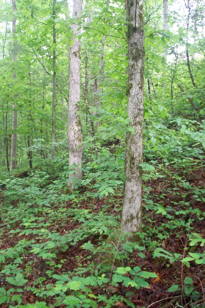 Unit for sale at 445 Chetola Tr, Townsend, TN 37882