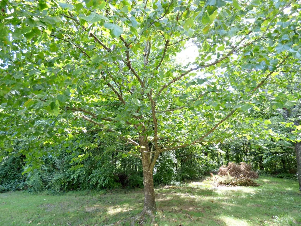 Unit for sale at 71 Chris Dale Drive, Seymour, TN 37865