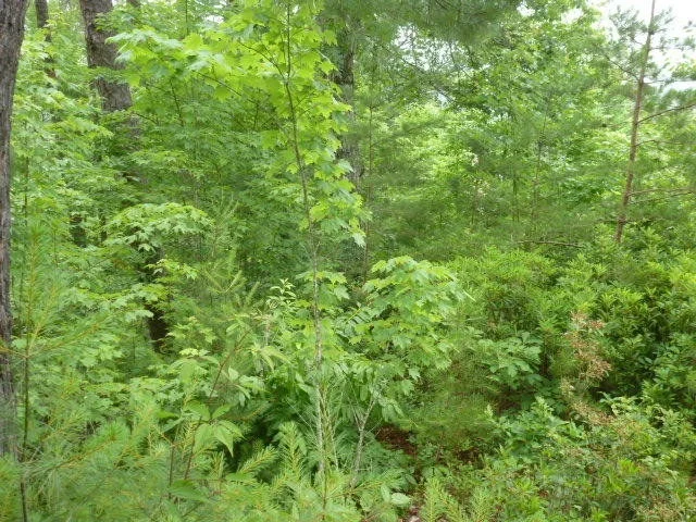 Unit for sale at 116 Long Branch Rd, Townsend, TN 37882