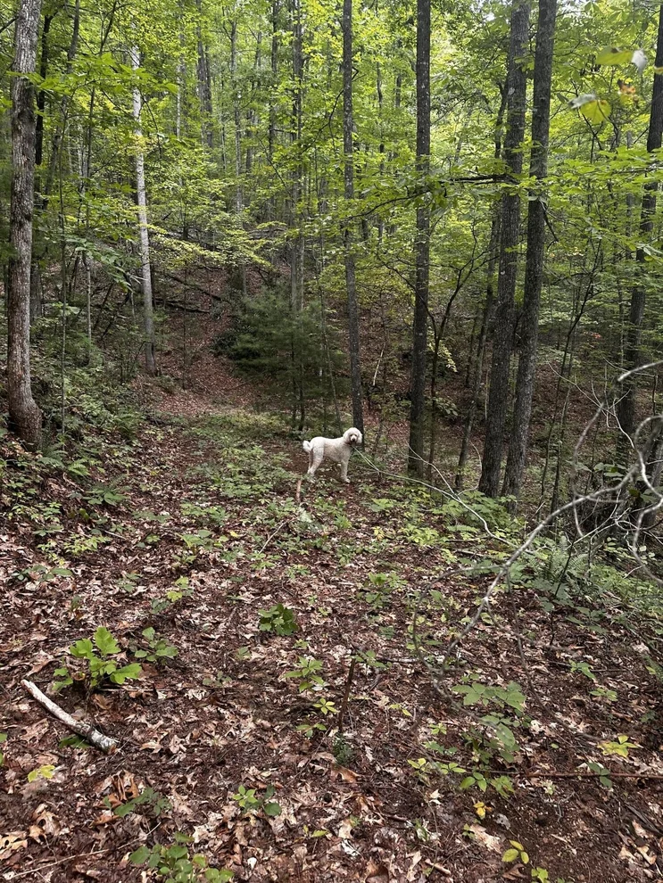 Unit for sale at 1158 Yellow Breeches Road, Cosby, TN 37722