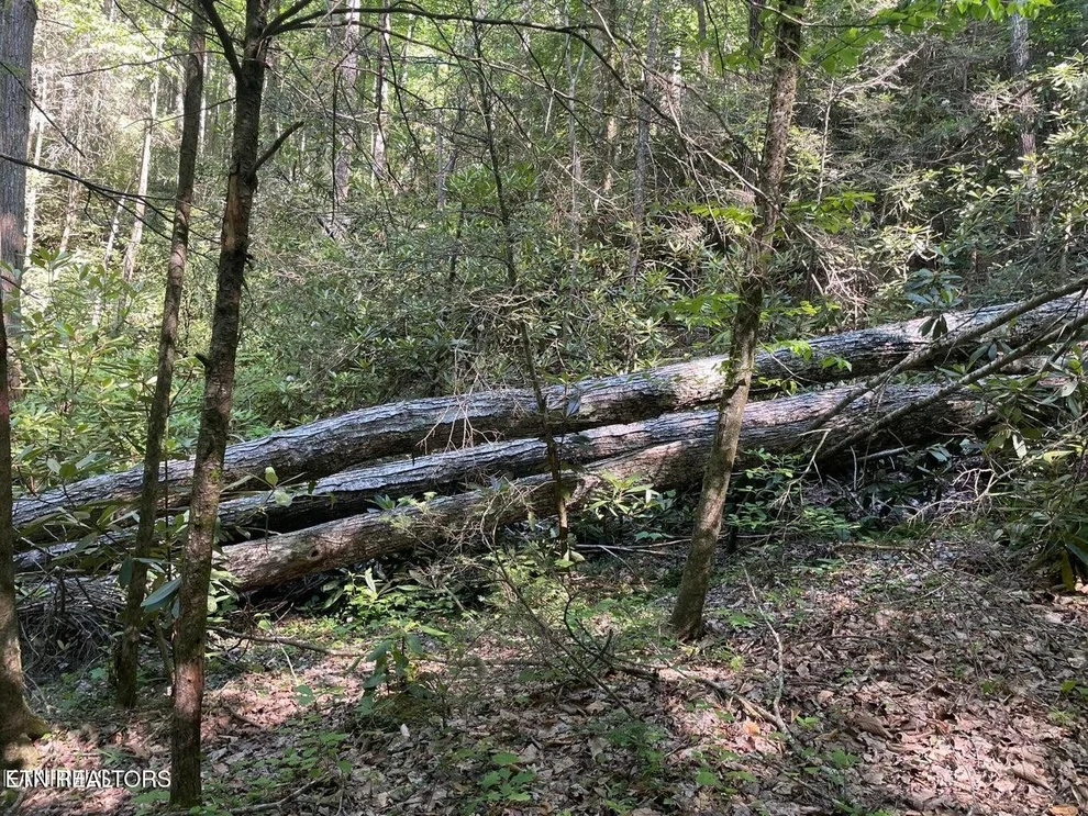 Unit for sale at 6 Sycamore St, Sevierville, TN 37876