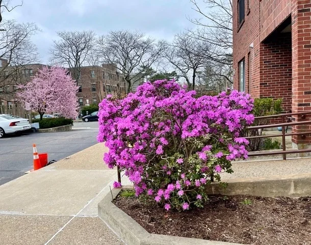 Unit for sale at 51 John St, Brookline, MA 02446