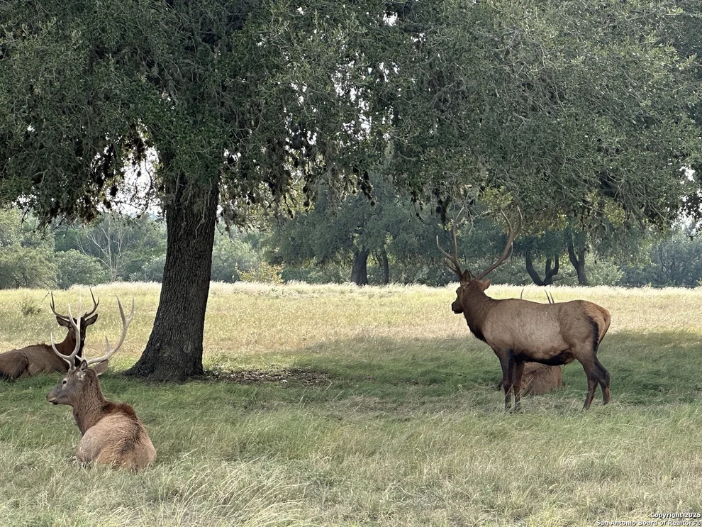 Unit for sale at TBD-LOT 42 Blackbuck, Pipe Creek, TX 78063