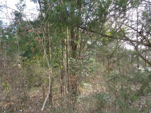 Unit for sale at TBD CR 4870, Winnsboro, TX 75494